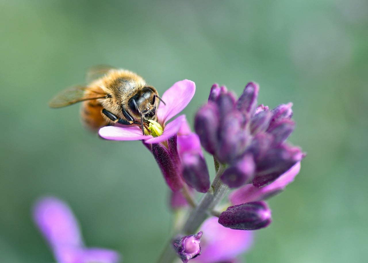 Abeille Insecte Pollinisation - Photo gratuite sur Pixabay