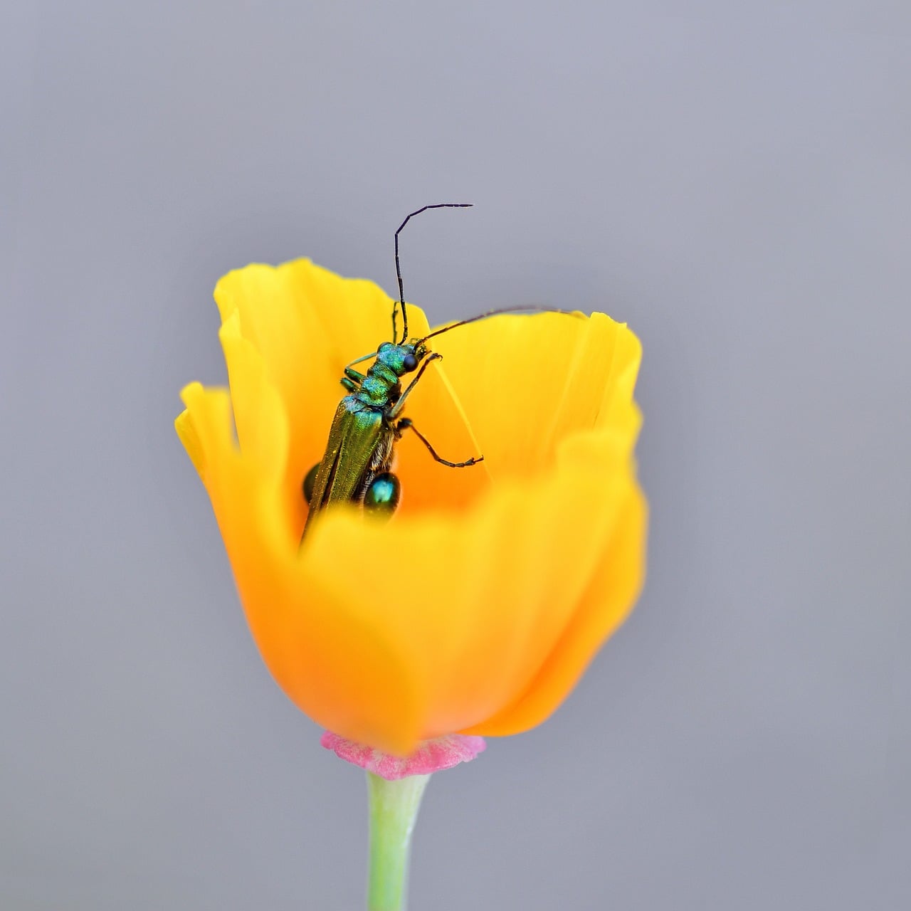 Oedemer - free online jigsaw puzzle photo