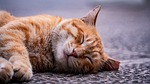 Random: cat, animal, orange, sleep, outdoors, relaxation, pet, cat fur, lazy, adorable, whiskers, tomcat, pavement, cat nap, cat eyes, afternoon, cute, quiet, calm, cat lover