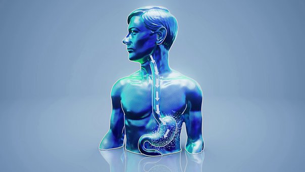 Free Anatomy Human Body photo and picture