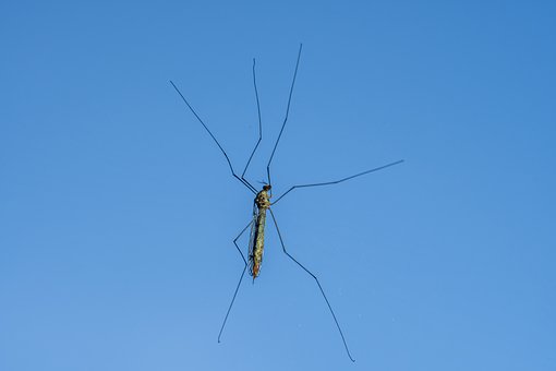 Free Insect Cranefly photo and picture