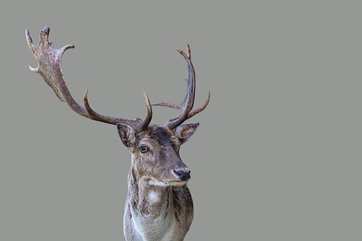 Free Deer Wildlife photo and picture