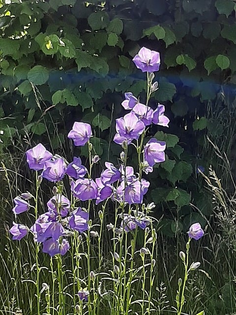 Blomst, Lilla, Haveplante, Natur