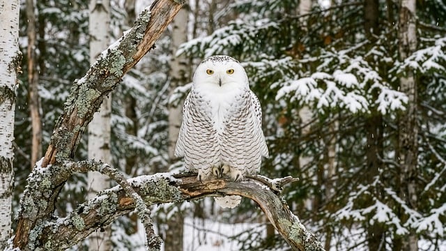 Free snowy owl forest nature illustration