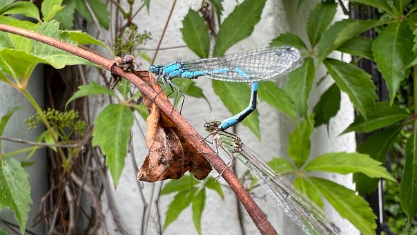 Free Dragonfly Deciduous All Life photo and picture