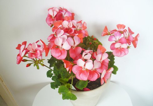Free Geranium Pink Geranium photo and picture