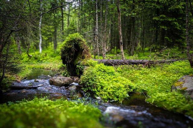Free Brook Forest photo and picture