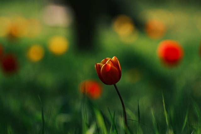 Free Tulip Flower photo and picture