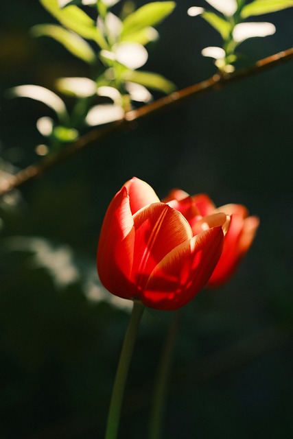 Free Tulip Nature photo and picture
