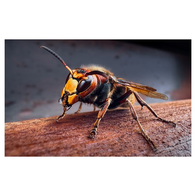 Free Hornet Insect photo and picture