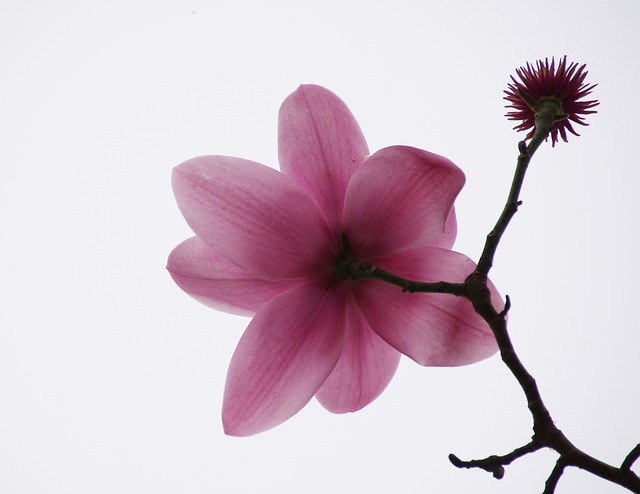 Free Magnolia Pink photo and picture