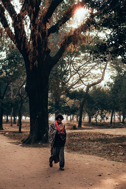 Free Park Tree photo and picture