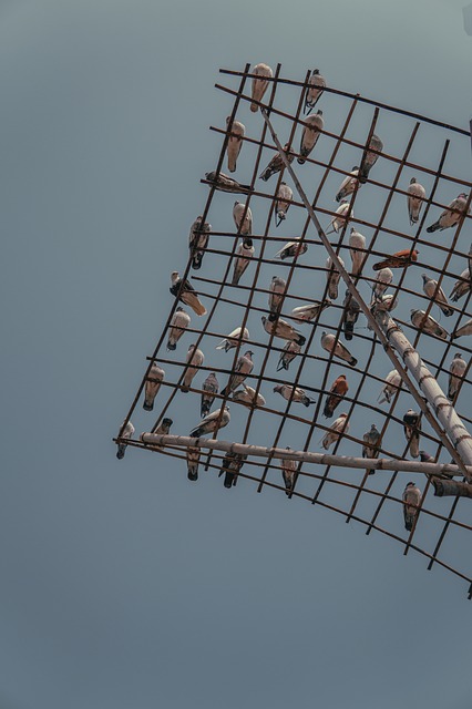 Free Birds Wire Frame photo and picture