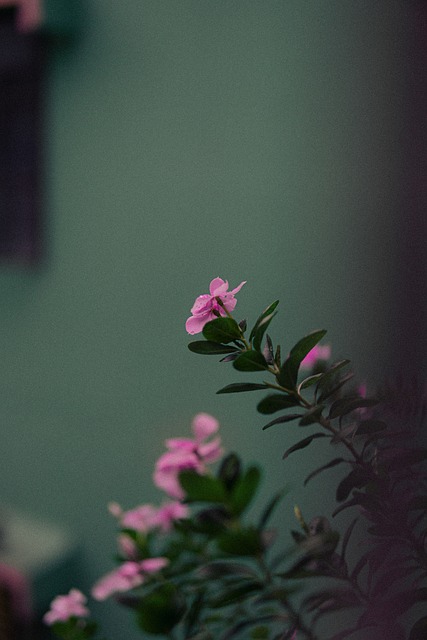 Free Flower Pink photo and picture