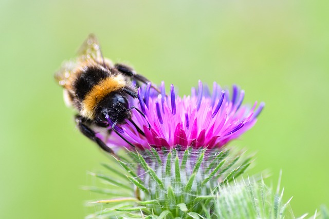 Free Bumblebee Flower photo and picture