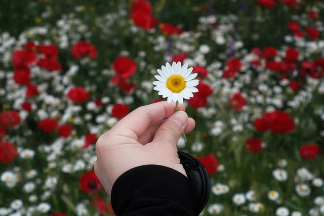 Free Daisy Flower photo and picture