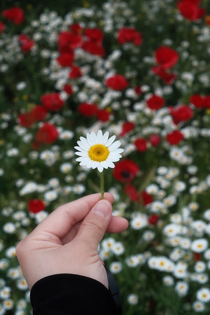 Free Daisy Meadow photo and picture