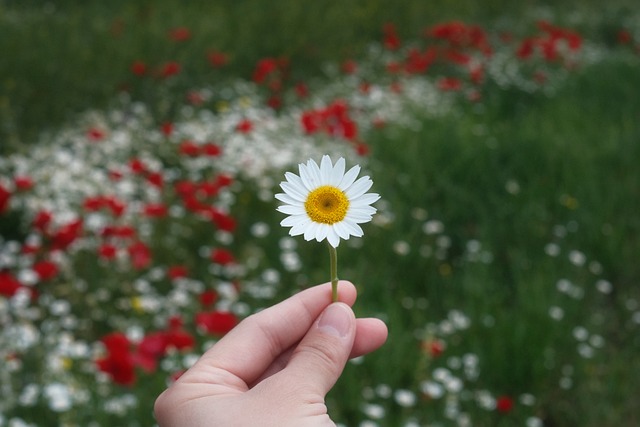 Free Daisy Meadow photo and picture