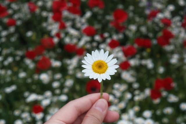 Free Daisy Flower photo and picture