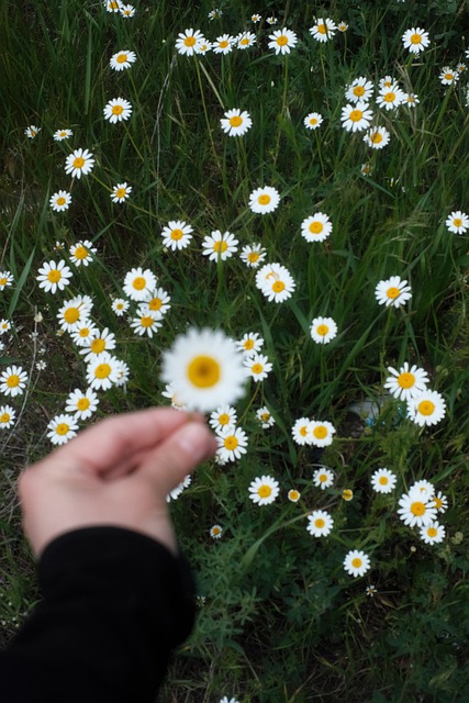 Free Daisies Wildflowers photo and picture