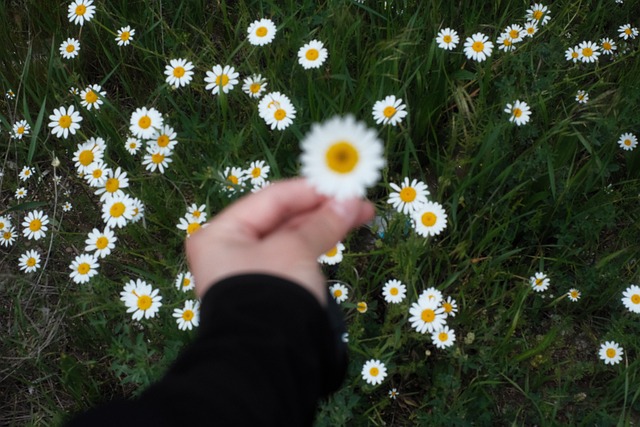 Free Daisy Wildflowers photo and picture