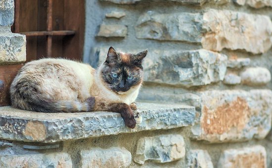 Free Cat Stone Wall photo and picture