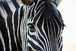 Random: zebra, stripes, africa, nature, wild, animal, natural habitat, details, black and white, close-up, elegant, eye, savanna, head, mammal, frontal view, symmetry, wildlife, safari, contrast, spotted