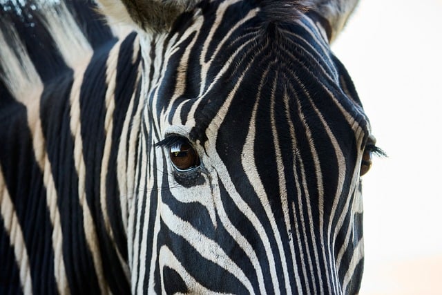 Free Zebra Stripes photo and picture