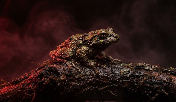Free Frog Nature photo and picture