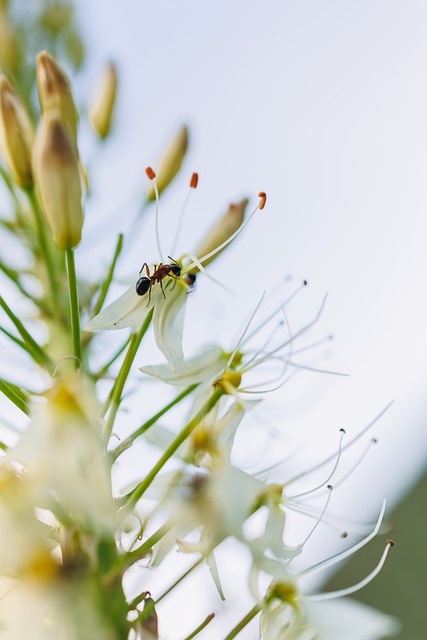 Ameise, Weiße Blume, Insekt
