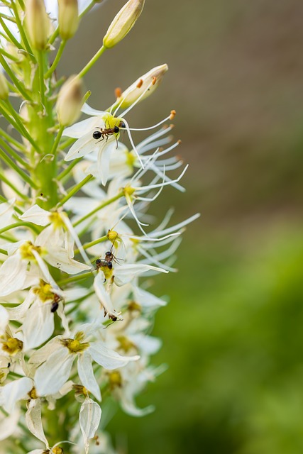 Ameise, Blume, Sommer, Natur, Insekten