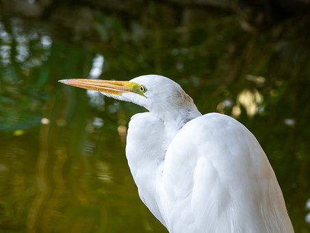 Free Egret Bird photo and picture