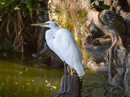 Free Heron Lake photo and picture