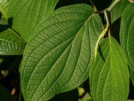 Free Leaf Natural photo and picture