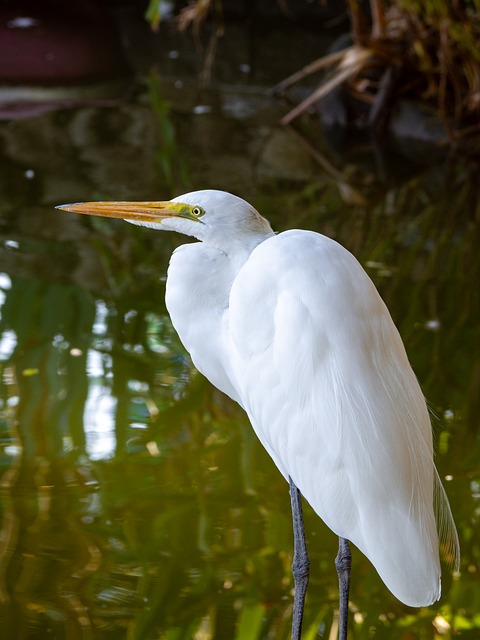 Free Heron Bird photo and picture