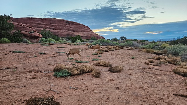 Free Desert Deer photo and picture