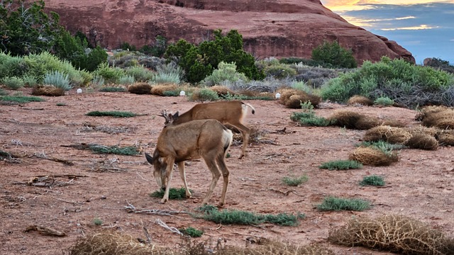 Free Nature Deer photo and picture