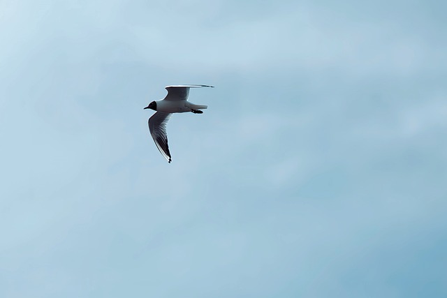 Free Bird Wings photo and picture