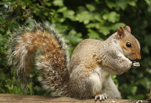 Free Squirrel Nature photo and picture