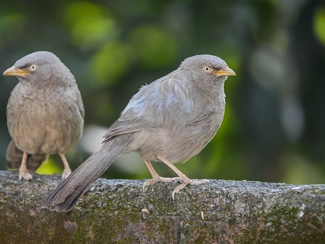 Download free HD stock image of Bird Nature Free Bird Nature photo and picture