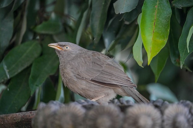 Download free HD stock image of Bird Babbler Free Bird Babbler photo and picture