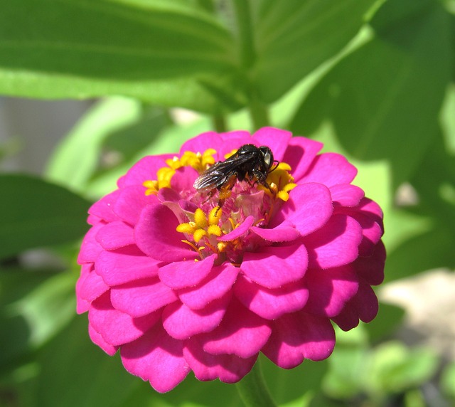 Free Bee Flower photo and picture