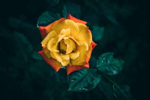 Rose, Blomst, Gul, Oransje, Kronblader