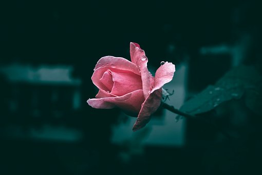 Rose, Rosa, Roseknopp, Kronblader, Våt