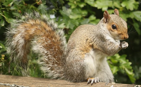 Free Squirrel Nature photo and picture
