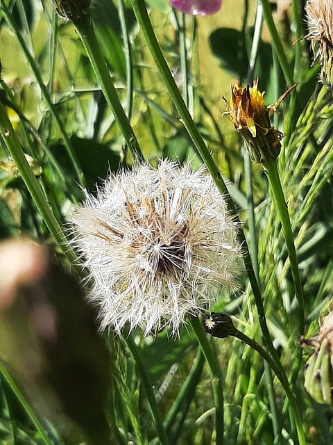Mælkebøtte, Makro, Natur, Stængler, Hvid