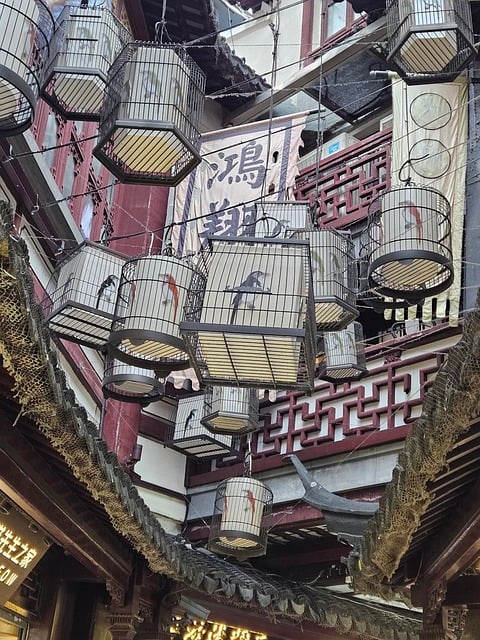 Ciudad Vieja, Faroles, China, Shanghái