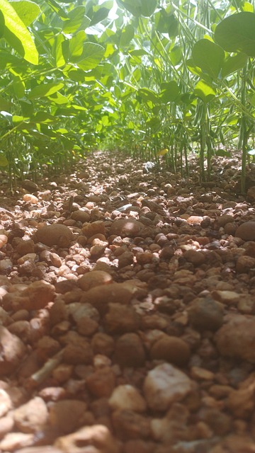 Free Soybeans Field photo and picture