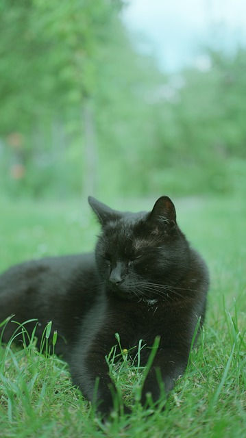 Kat, Sort, Græs, Dyr, Natur, Kæledyr
