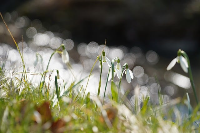 Free Snowdrop Spring photo and picture